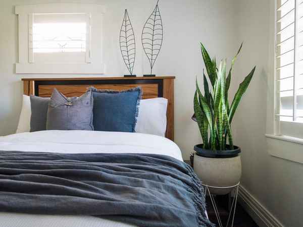 Какие растения лучше для спальни?