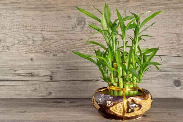 Бамбук комнатное растение магические свойства