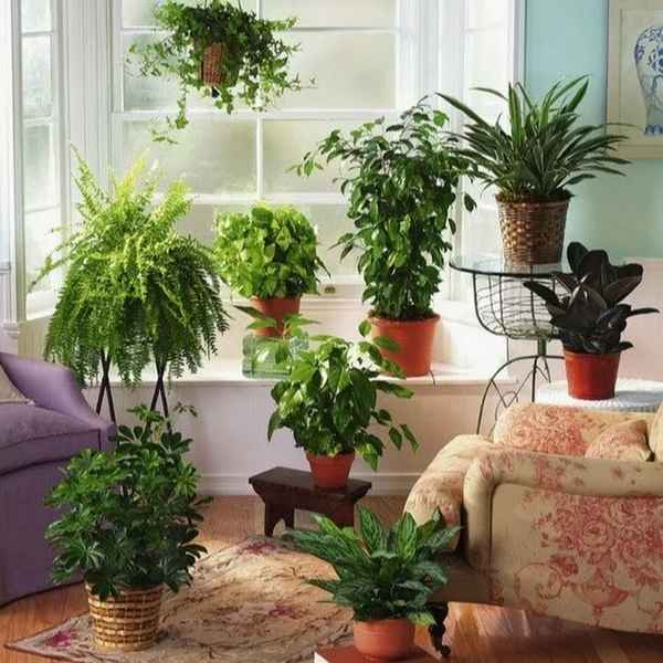 Польза комнатных растений в квартире
