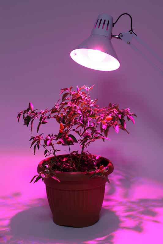 Искусственный свет для комнатных растений