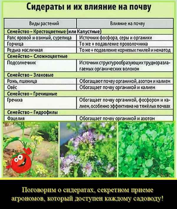 Какие растения относятся к сидератам?
