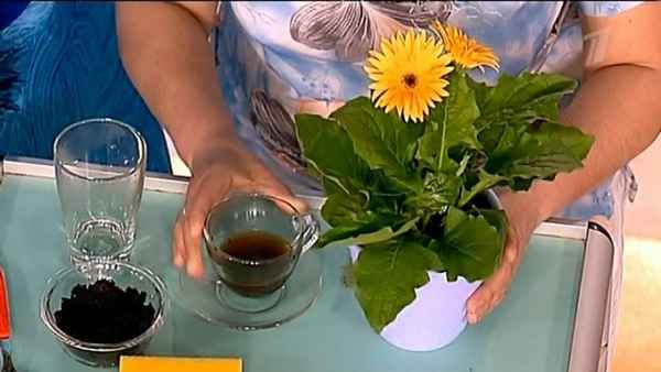 Можно ли поливать растения чаем?