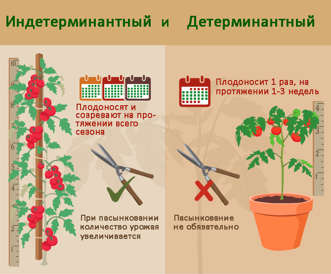 Что такое индетерминантное растение помидоры?