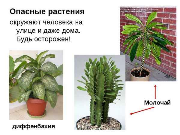 Вредные растения для дома комнатные
