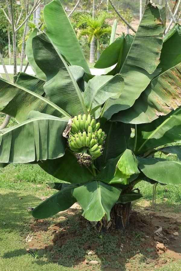 К какому виду растений относится банан?