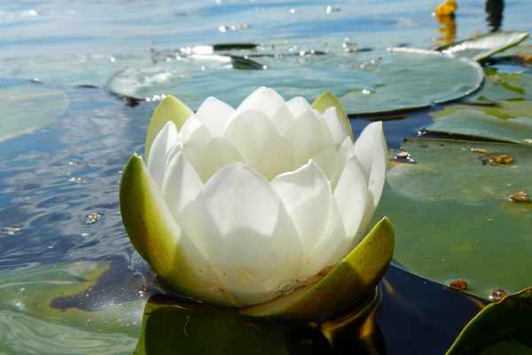 Растение кувшинка белая водяная лилия