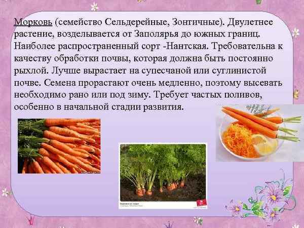 Морковь однолетнее или двулетнее растение