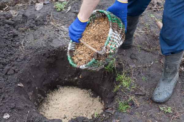 Можно ли вносить опилки в почву осенью?