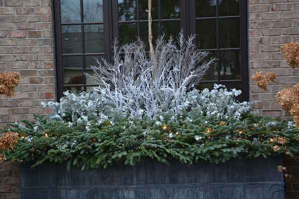 Зимние растения на улице