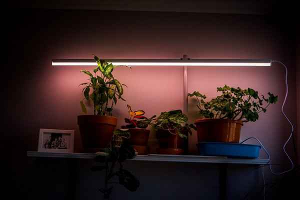 Подсветка комнатных растений в домашних условиях
