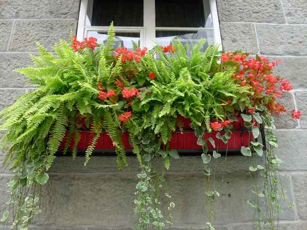Морозостойкие растения для балкона