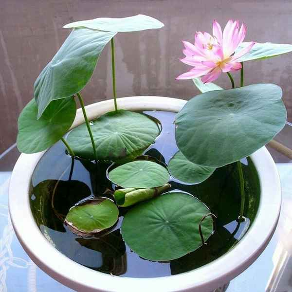 Водяная лилия комнатное растение