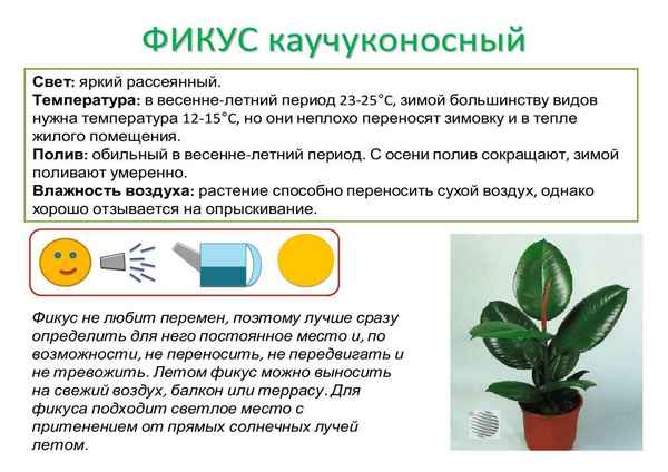 Фикус паспорт растения для детского сада