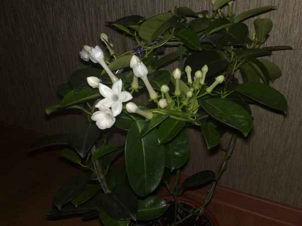 Комнатное растение с запахом жасмина