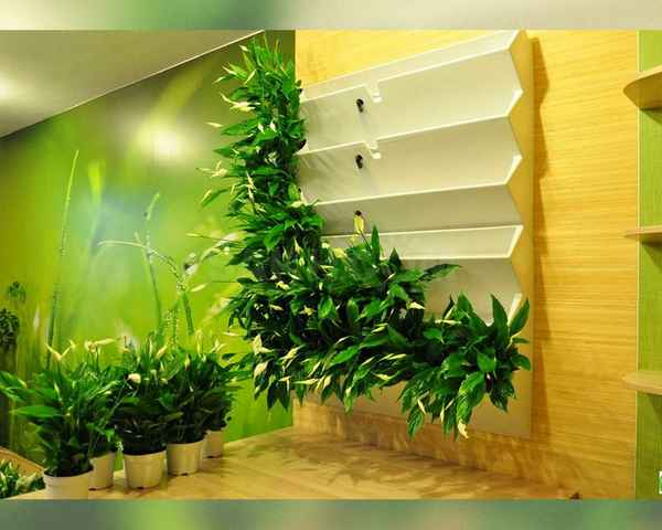 Растения для вертикального озеленения в квартире