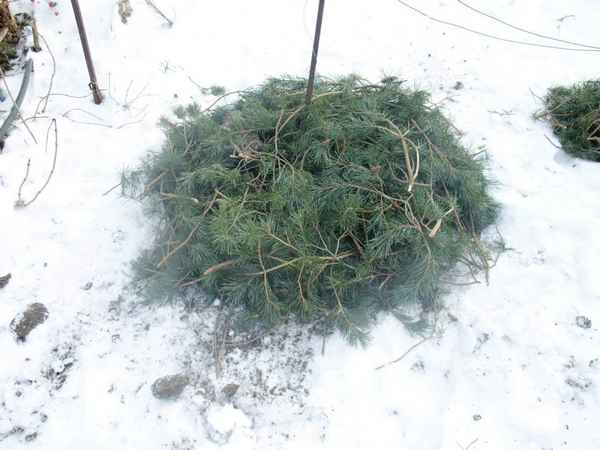 Как укрывать лапником растения на зиму?