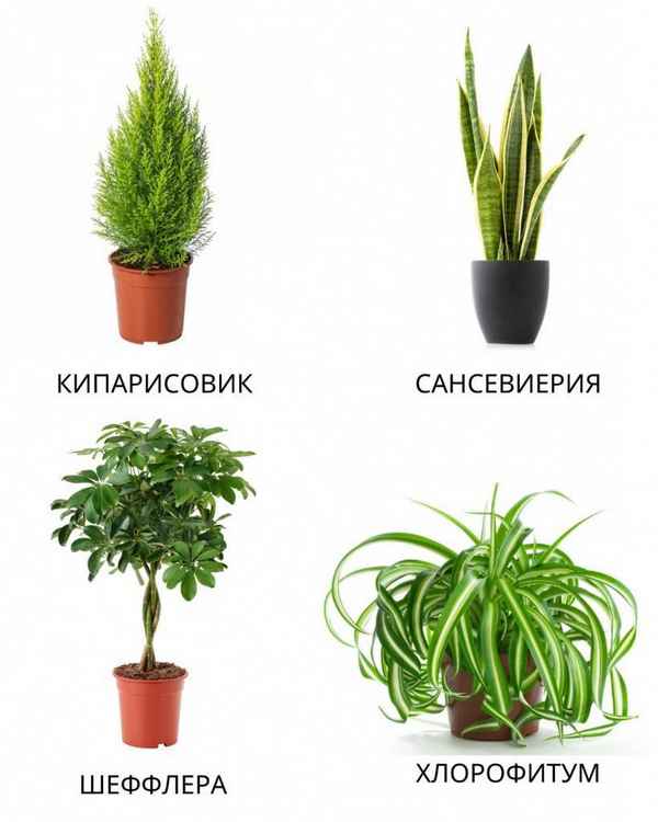 Какие растения полезны в квартире?