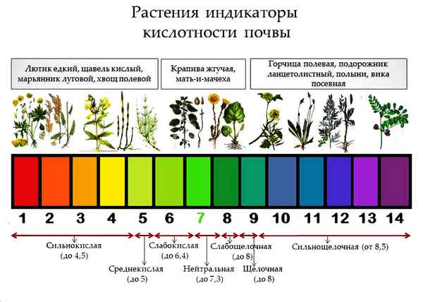 Влияние кислотности почвы на растения
