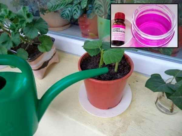 Марганцовка для комнатных растений применение