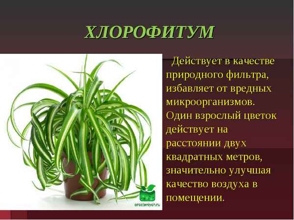 Растение хлорофитум полезные свойства