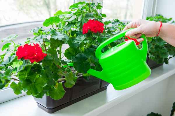 Комнатные растения нужно поливать для того чтобы