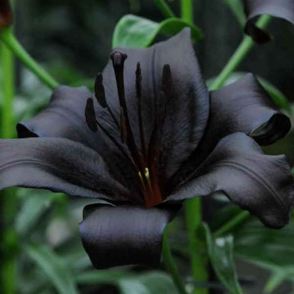 Лилии Чёрный прекрасный