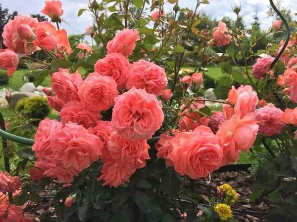 Розы Кимоно