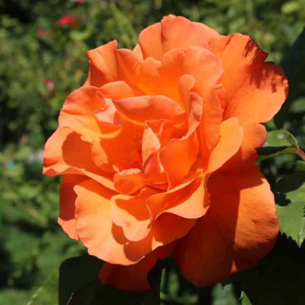 Розы Дорис