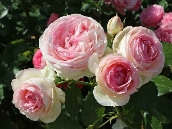 Розы Розовый Эдем