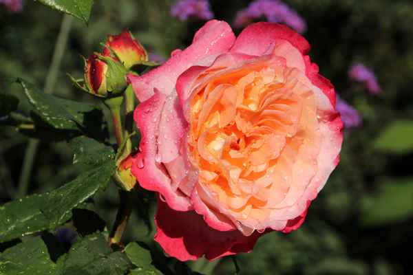 Розы Августа Луиза