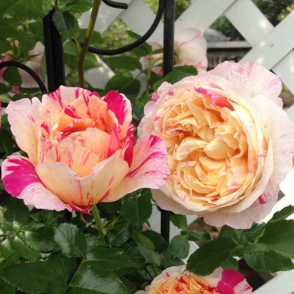 Розы Джули Эндриё (плетистые клаймберы)