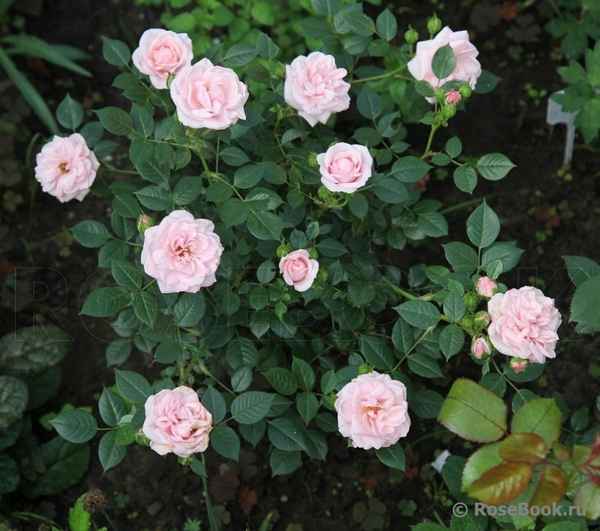 Розы Розовый хит