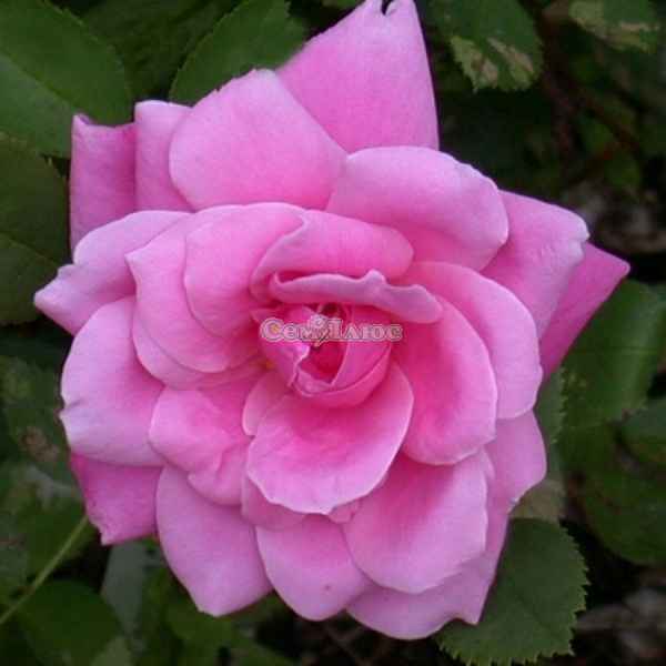 Роза канадская Де Монтарвиль