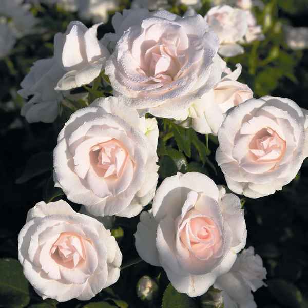 Роза флорибунда Аспирин роуз