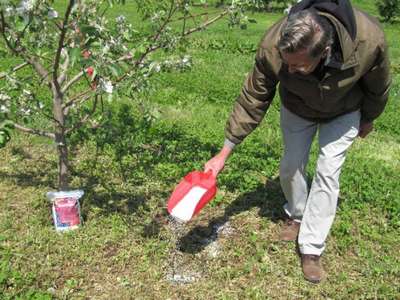 Как и чем подкармливать яблони весной?