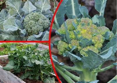 Как вырастить брокколи, чтобы не ушла в цвет?