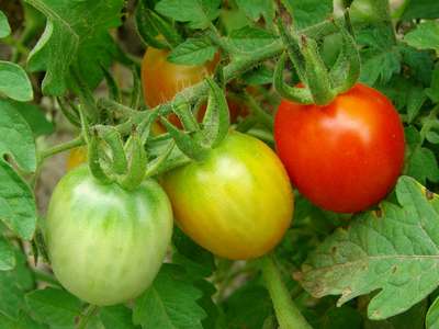 Как ускорить созревание томатов?