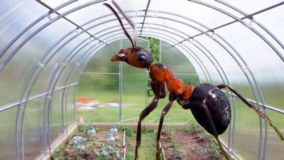 Что делать, если появились муравьи в теплице?