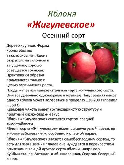 Яблоня Жигулевское: описание сорта, посадка и уход
