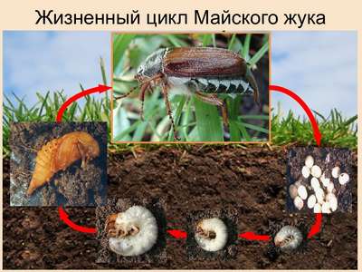 Как избавиться от личинок майского жука