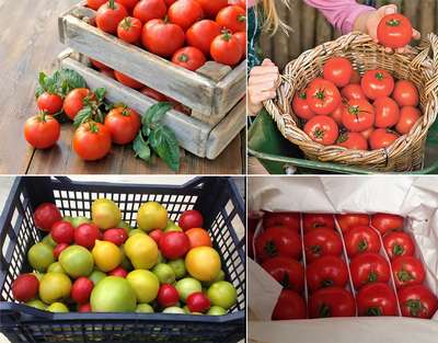 Как правильно хранить помидоры, чтобы они покраснели?