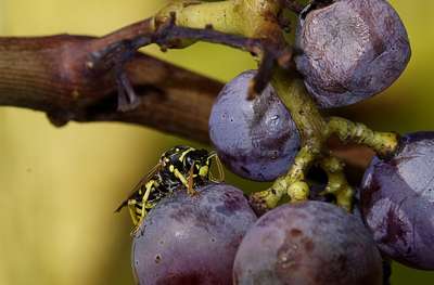 Как избавиться от ос на винограде?
