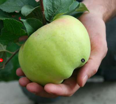 Яблоня крупного сорта «Богатырь»