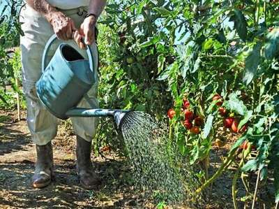 Как поливать томаты в открытом грунте?