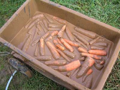Как хранить морковь в погребе?