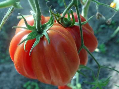 Сорта томатов для Подмосковья