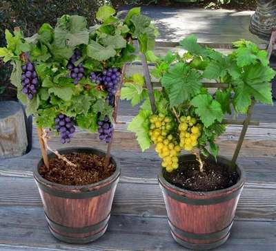 Выращивание винограда из косточки