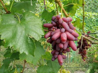 Сорт винограда Ризамат