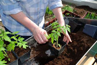 Как посадить помидоры на рассаду?