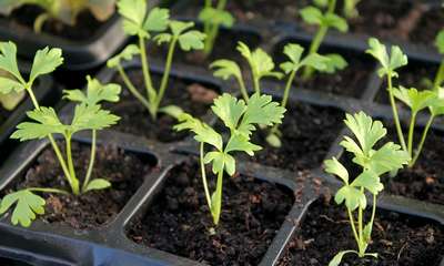 Как посадить черешковый сельдерей на рассаду?
